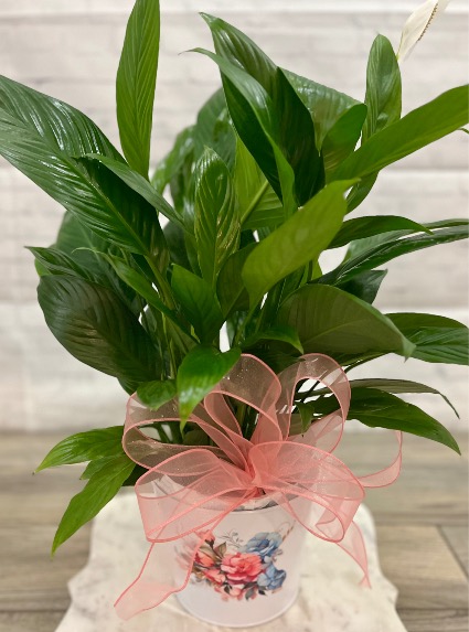 Peace Lily in a Metal Bucket  