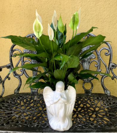 Peace lily in Angel planter 