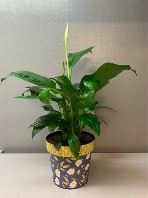Peace Lily in blue pot with white flowers Planter