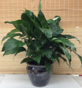 Peace Lily in Ceramic Planter Green Plant