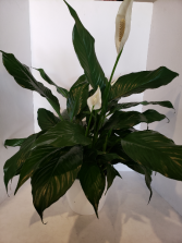 Peace Lily in ceramic pot Plant