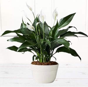 Peace Lily in Decorative Container 