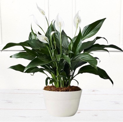 Peace Lily in Decorative Container
