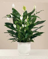 Peace Lily In Comfort Planter Keepsake