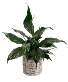 Peace Lily  in Decorative Pot
