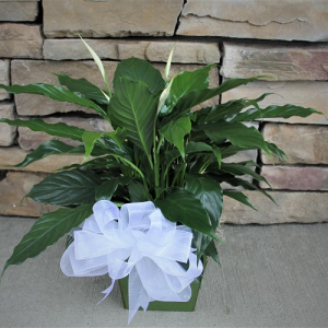 Peace Lily in Green Ceramics