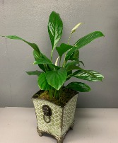Peace Lily in Green Pot with Lion Handles Planter