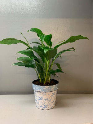 Peace Lily in light blue and white pot with flower Planter