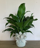 Peace Lily in Modern Container  