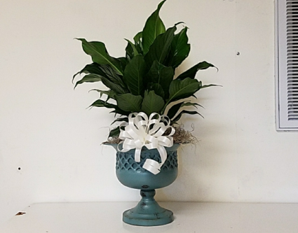 Peace lily in pedestal urn plant