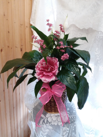 Peace lily in pink