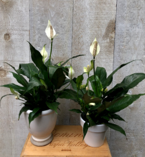 Peace Lily in pot 4" and 6" diameter plant