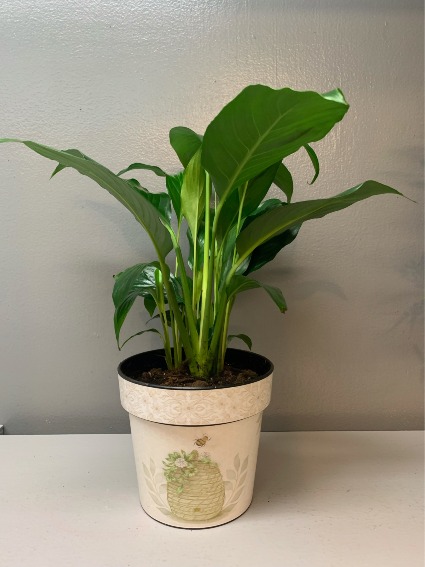 Peace Lily in pot with bee Planter
