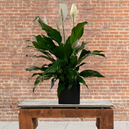 Peace Lily in pottery