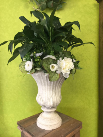 Peace Lily in Urn