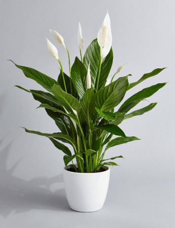 Peace Lily In White Ceramic