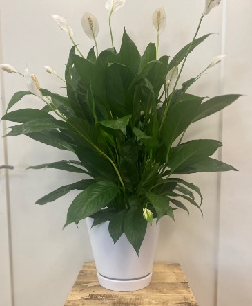 Peace lily in White Ceramic Container  in Hermitage, TN | IN FULL BLOOM FLOWERS + GIFTS