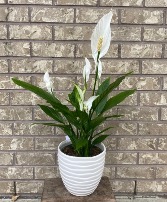 Peace Lily in White Pot indoor blooming plant