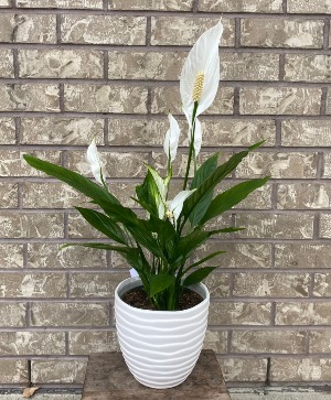 Peace Lily in White Pot indoor blooming plant