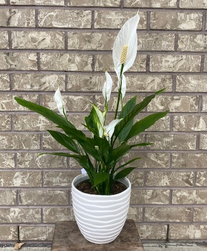 Peace Lily in White Pot indoor blooming plant