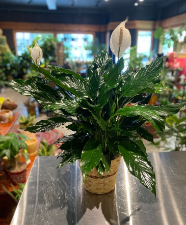 Peace Lily  Indoor Green Plant  in South Milwaukee, WI | PARKWAY FLORAL INC.
