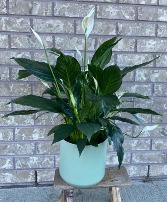 Peace Lily Indoor Plant