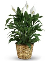Peace Lily Large 