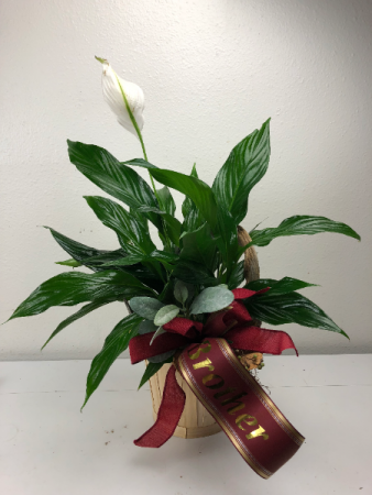 Peace Lily Live Plant