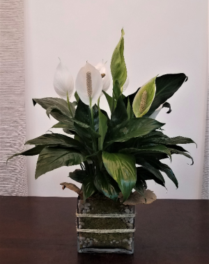 Peace Lily Love Spathiphyllum Clevelandii