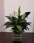 Purchase this funeral home arrangement