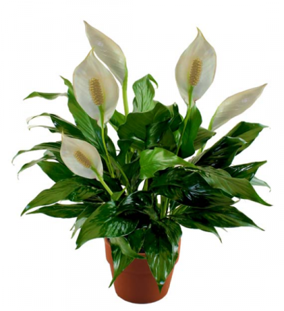 Peace Lily Love