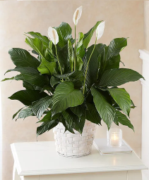 Peace Lily  Funeral