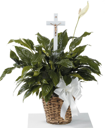 Peace Lily w/ Cross Funeral