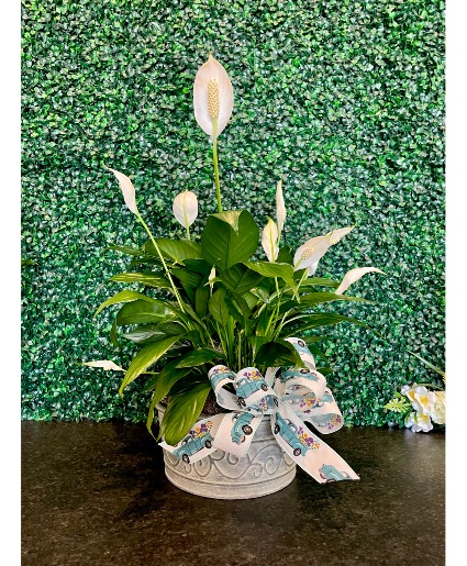 Peace Lily Modern