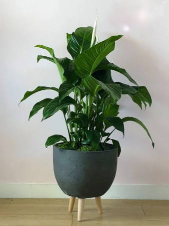 Peace Lily  Next Day Delivery 