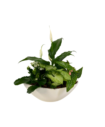 Peace Lily Oval Planter House Plant in Newmarket, ON | FLOWERS 'N THINGS FLOWER & GIFT SHOP