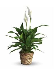 Peace Lily - Small  Plant