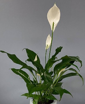 Peace Lily Plant in Decorative Container