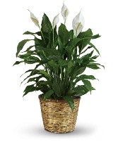 PEACE LILY PLANT (10INCH POT)  