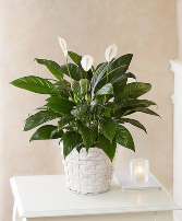 Peace Lily plant 1800-Flowers
