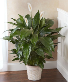 Peace Lily Plant - 3 sizes available! Comes in an upgraded palm basket