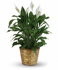Peace Lily Plant