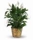 Peace Lily Plant