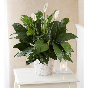 Peace Lily Plant  in Brooklyn, NY | FLORAL FANTASY