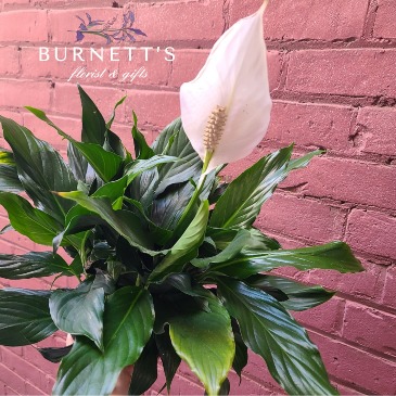 Peace Lily Plant in Kelowna, BC | Burnett's Florist