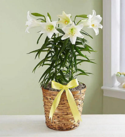 Peace Lily Plant  