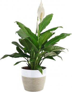 Peace Lily Plant in Coconut Grove, FL | Luxury Flowers Peace Lily Plant in Coconut Grove, FL | Luxury Flowers