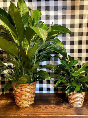 Peace Lily Plant in Flat Rock, MI | Vintage Blossoms LLC Peace Lily Plant in Flat Rock, MI | Vintage Blossoms LLC
