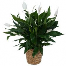 Peace Lily- Large Plant