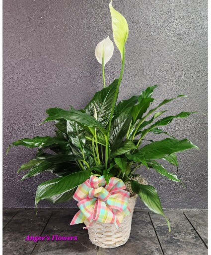 Peace Lily Plant, Standard  Spathiphyllum clevelandii 